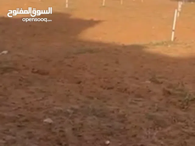 هكتار أرض في غنيمة للبيع