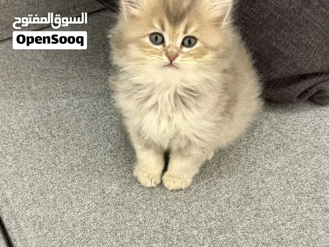 قط ذكر سكوتش شورت هير