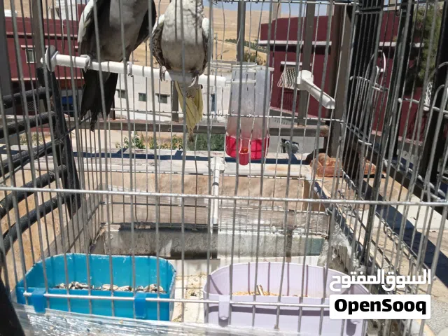جوز ببغاء كوكتيل للبيع المستعجل