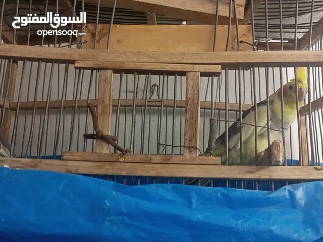 جوز كوكتيل كروان شغال نخب اول