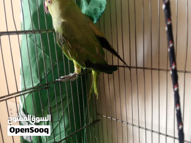 طير دره بصلاه النبي عليه صحه نظافه