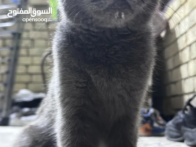 قط برتش عمره يتراوح ما بين 13-24 شهر