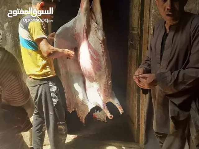 قصاب مصري اضحية
