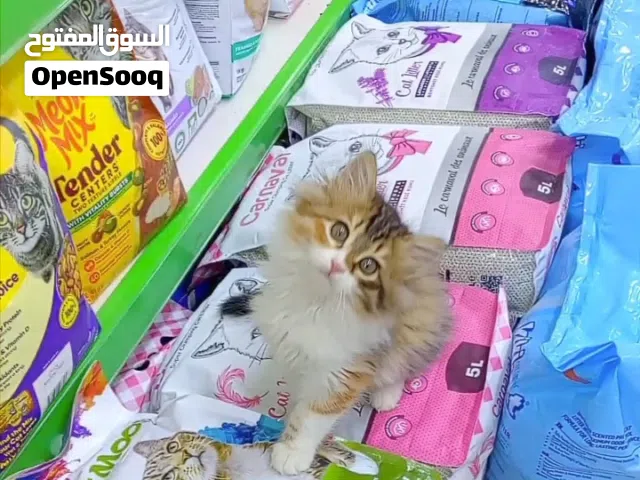 قطط للتبني بشروط أقرأ الوصف جيدآ