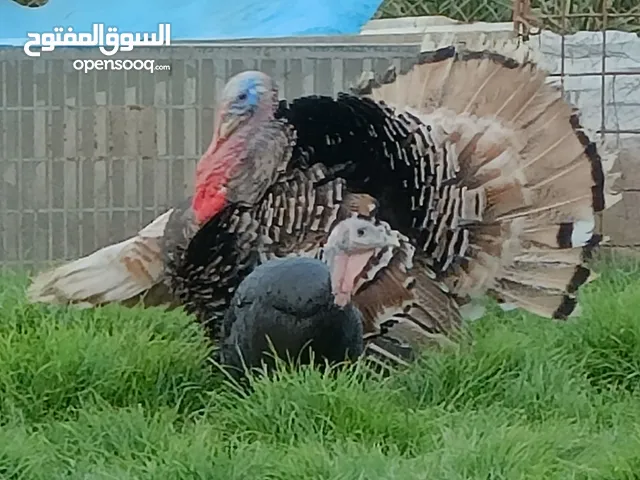 فسيفس ذكر للبيع البصرة الزبير