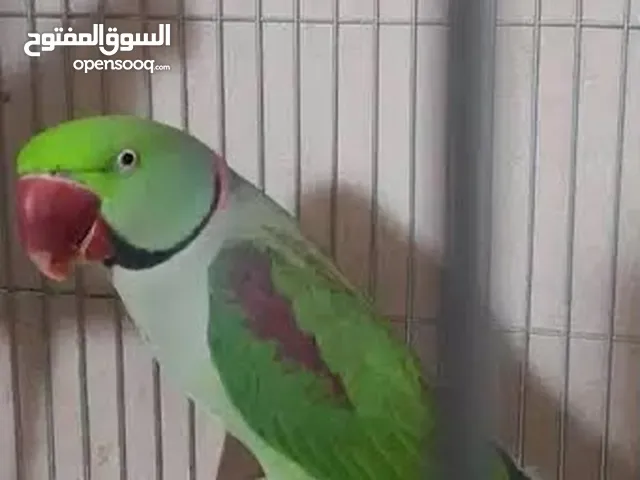 للبيع جوز درة امريكي تفاححح شغال