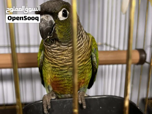 ببغاء جرين شيك أليف متكلم اسموا جرينو طير مرسوم رسم آية بالجمال الطير بالوصف
