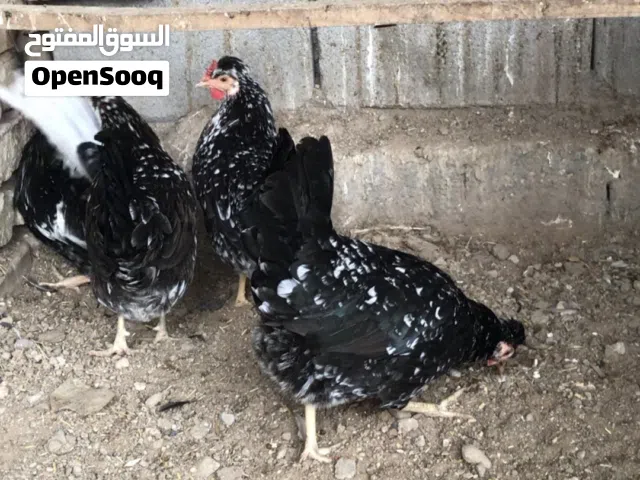 يتوفر بيض من هذا الحلال