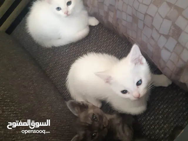 2 months old persian kittens