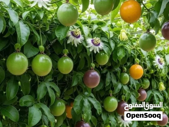 مطلوب شريك ممول بمبلغ مالي بسيط