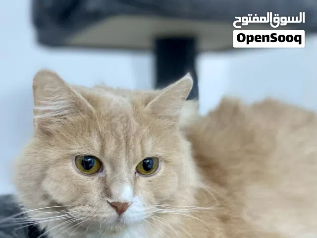 اربع قطط للبيع
