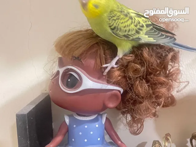 Budgies for sale each pc 50sar