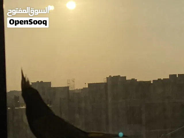 بيع ببغاء كوكتيل أنثى 25