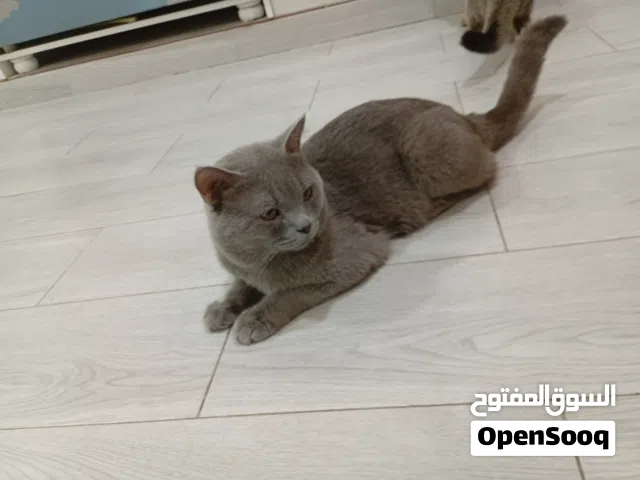 قطط بريتش والانثى حامل
