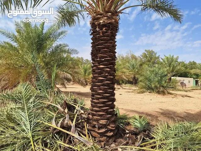 نخيل واشجار زينه