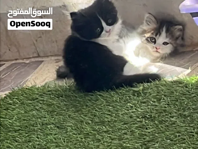 ققط مستوى عالى  للبيع