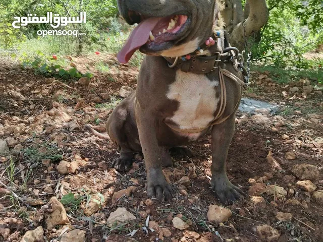 ذكر بيتبول بلو نوز عمره سنتين ذكر منتج وشرس عل الحيوانات
