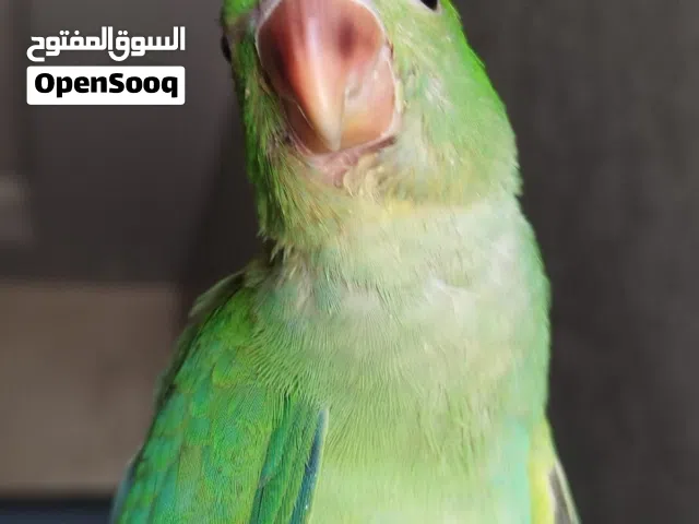 درة هندي بداية فطام