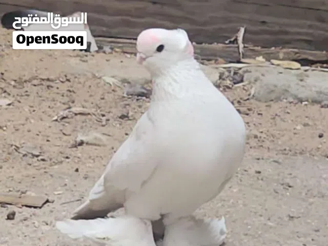 متاح فحل كمبك وفحل كرنكو جاهزات