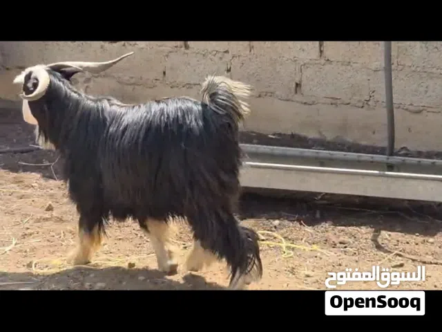 تيس محلي مخصاي فووول سمنه