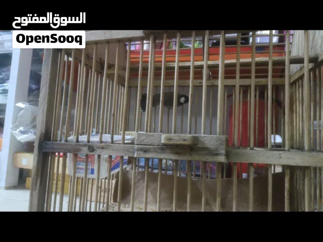 سلام عليكم بلبل فحل البيع بدايت تغريد وسعر مع القفص 70وبي مجال مال اقره الوصف