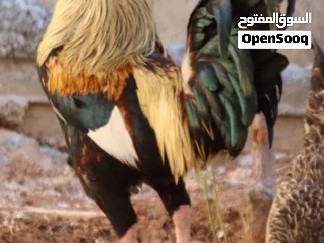 طقم دجاج عربي شوكي سلالة أصلية البزرة الأصلية شغال للبيع
