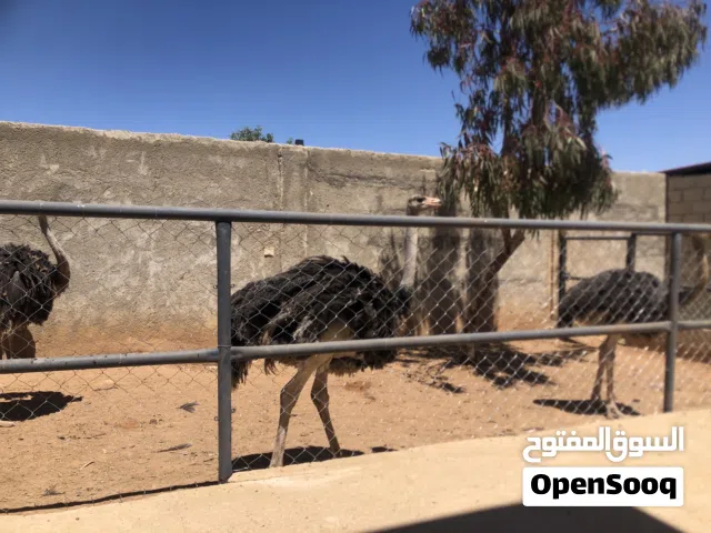 نعام افريقي عمر سنة و شهرين