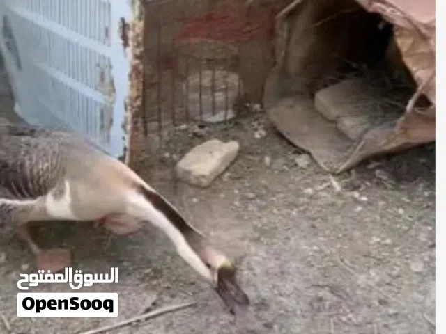 سلام عليكم مطلوب بط مثل الي بالصورة وبسعر مناسب