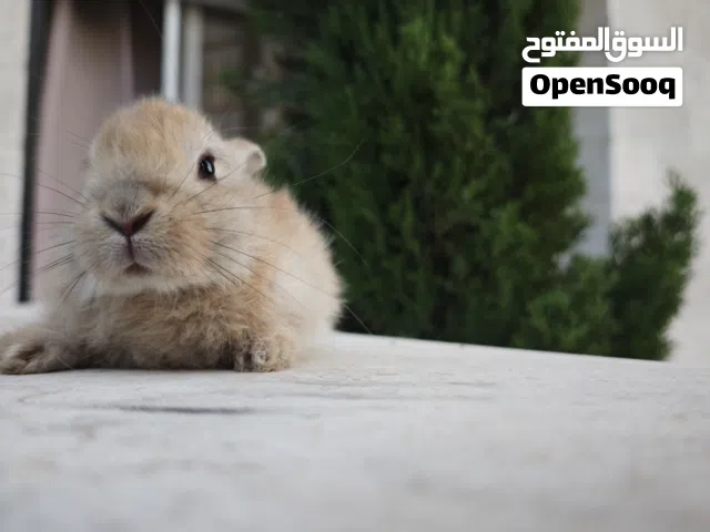 الارنب للبيع عمره شهرين و نص تقريبا