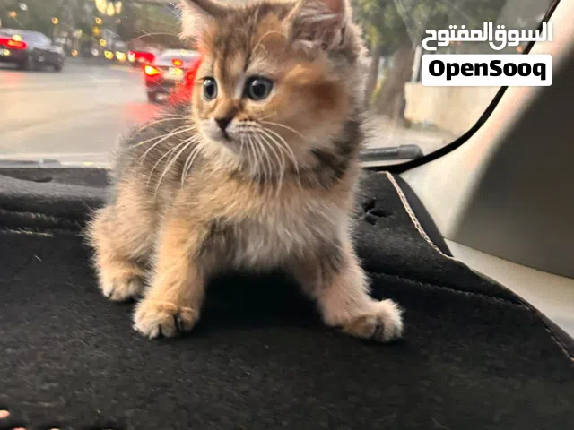 كيتن سكوتش فولد وستريت جولدن بيور متميزين