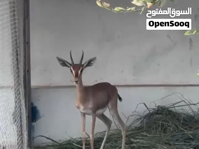 للبيع عنز أنثى صغيره في السن