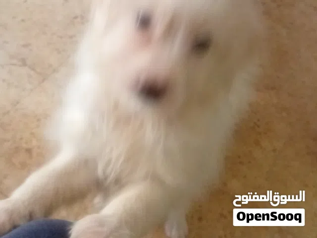 جراوي جريفون  للبيع