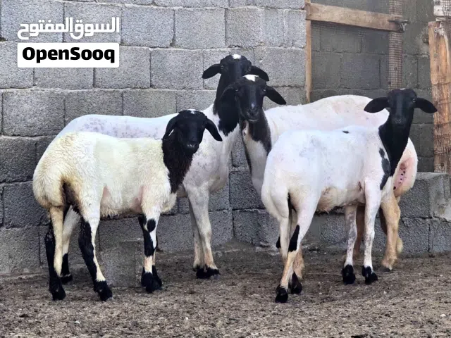 3 نعاج عشار 3 شهر  و حوليه درع الله يبارك