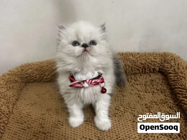 قطط راغدوال وهملايا بيورسلالة ذكية ولعوبة عمر شهرين بصحة جيدة متعلمين على كل شيء ومعتمدين على نفسهم