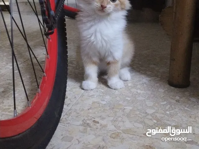 قطط مكس عمرهم بين السنة و ال 3 أشهر حبابين و لعوبين