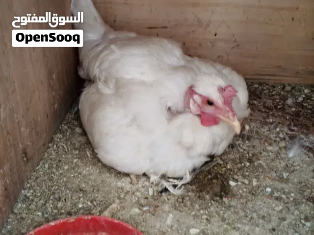 دجاجه كافه