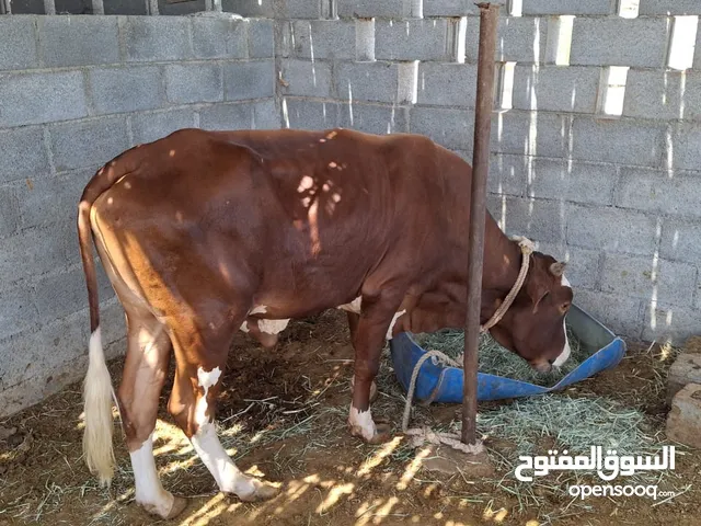 ثور عماني ظفاري مطعموم 4 سنوات