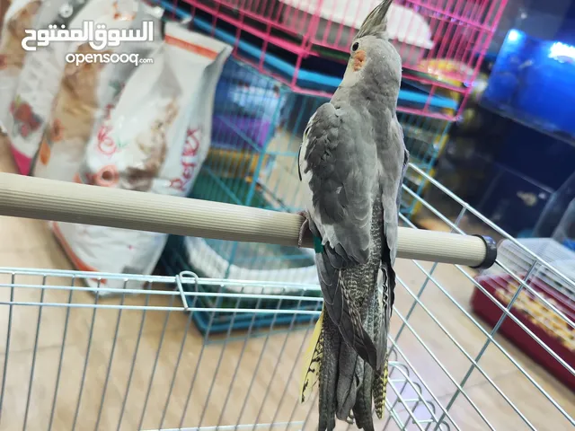 ببغاء كوكتيل اليف ، مع قفص و ستناد شاهد الوصف احلى هدية ، بالعيد لا تعايد خد طير لخطيبتك