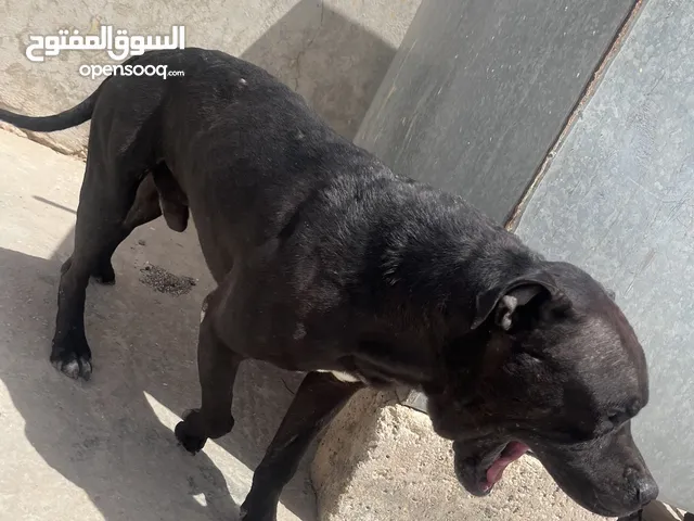 كلب بيتبول للبيع
