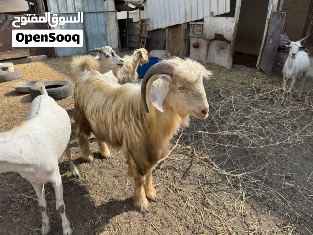 تيس جامودي