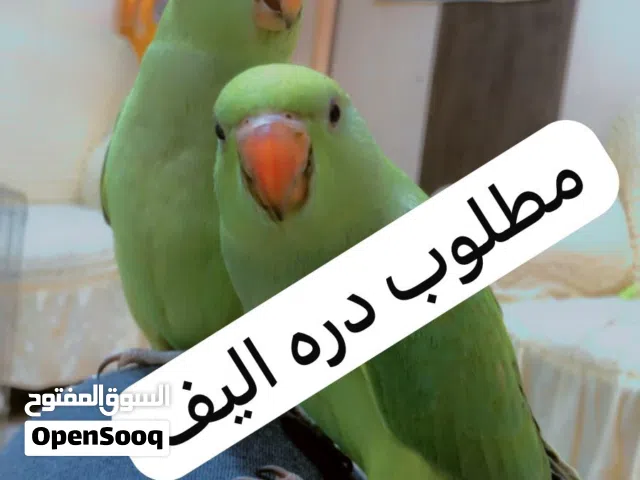 الي عندا دره اليف الوان شراي