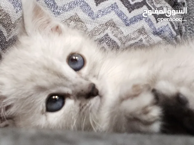 بسه برتش مكس للبيع