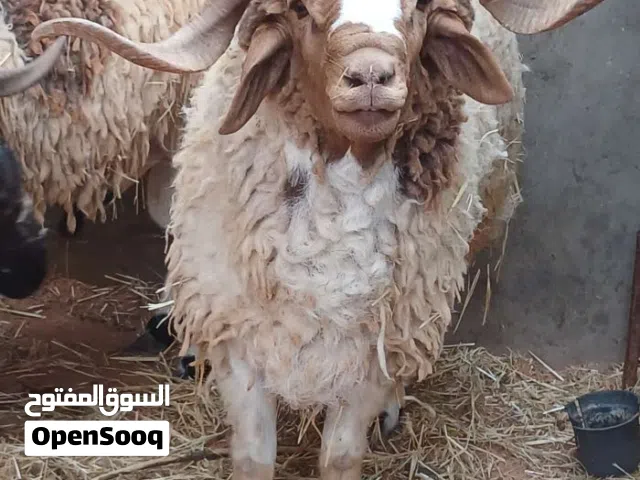 اضاحي عيد البيع ماشاءالله تبارك الرحمن