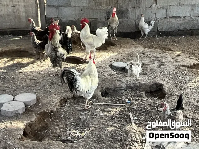 دجاج فرنسي للبيع بياض