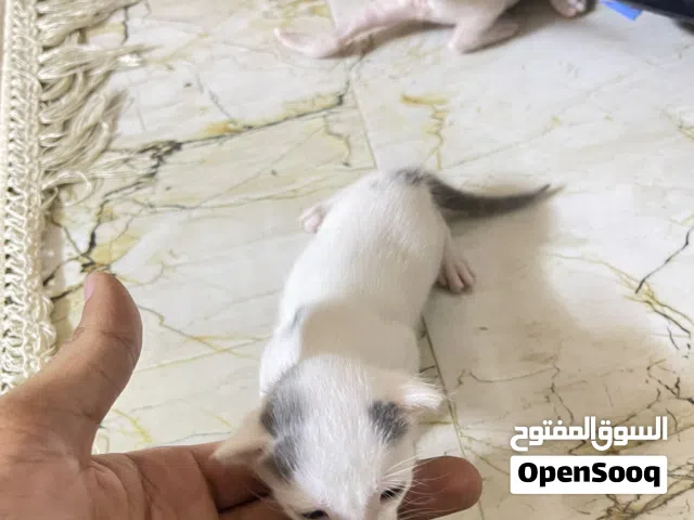 قطط  للبيع