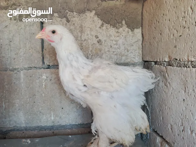 صيصان براهمي جامبو عمر شهرين