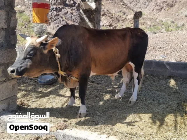 ثور جيرسي للبيع من حلال الدار مستوي عندي ف العزبه حلال طيب ونضيف مطعوم طعام الدار .