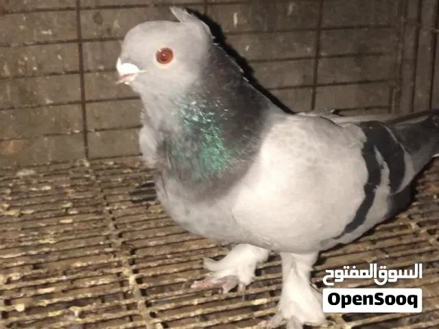 زوز كوبيات مصري امسبع خطين