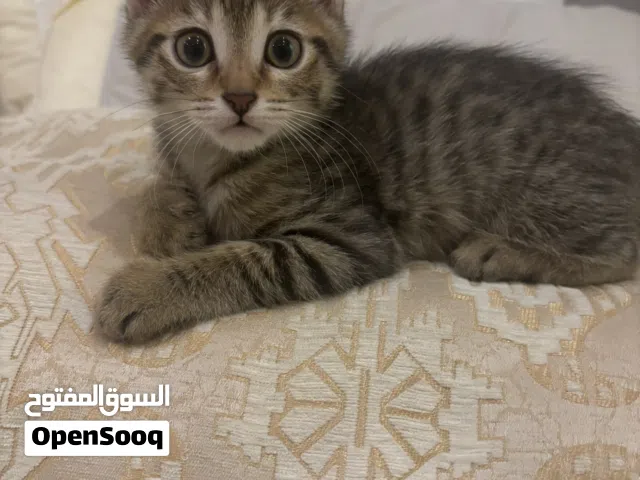 قط للتبني عمره شهرينن