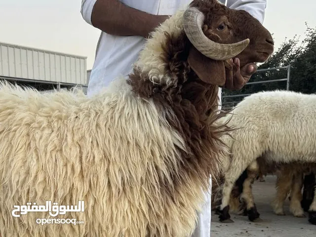 اضاحي العيد للبيع sheep for sell EID
